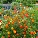 Cosmos sulphureus 'Diablo' (2)